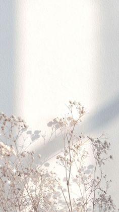 some white flowers are in a vase on a table with a shadow from the wall behind them