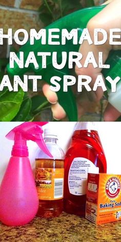 homemade natural anti - spray is the best way to get rid from pests and germs