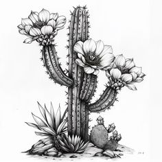 a drawing of a cactus with flowers on it