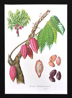 a drawing of some fruit on a branch with leaves and nuts in the foreground