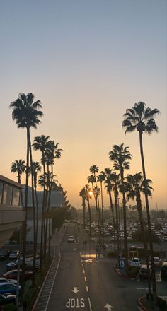 palm trees line the street as the sun sets