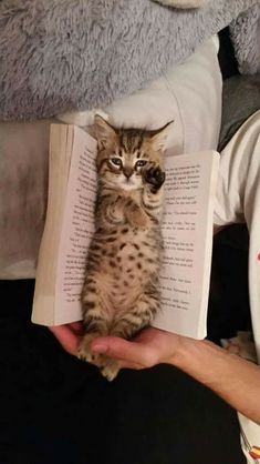 a cat sitting on top of a book held in someone's hands with the pages open