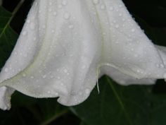 a white flower with water droplets on it