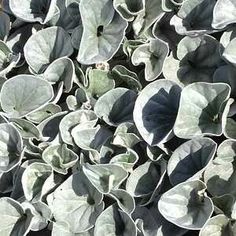 some very pretty green plants with leaves on the top and bottom one is gray in color