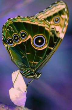 a close up of a butterfly on a flower