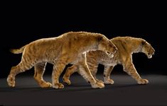 two large cats walking side by side in the dark with their heads turned to look like they are facing each other