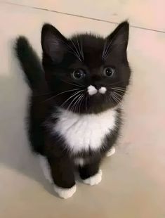 a black and white kitten standing on top of a tile floor next to a wall