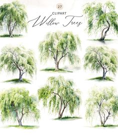 the different types of willow trees are shown