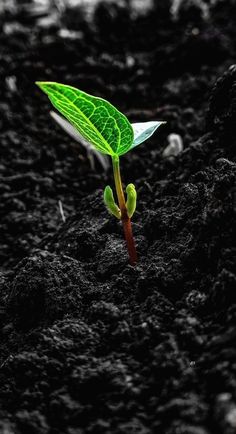 a small green plant sprouting from the ground with dirt and rocks in the background