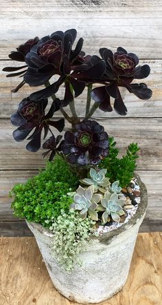 a potted plant with succulents and other plants on a wooden table