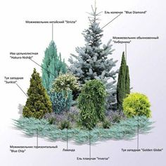 the different types of trees and shrubs are labeled in this diagram, which shows their names