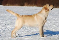 a dog is standing in the snow looking up at something that is coming out of its mouth