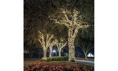 lighted trees in the park at night