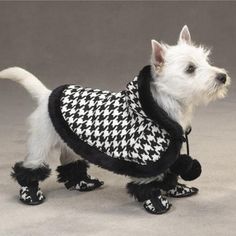 a small white dog wearing black and white houndskin coat with boots on it's feet