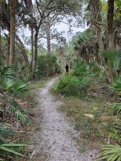 a person walking down a path in the middle of some trees and plants on both sides