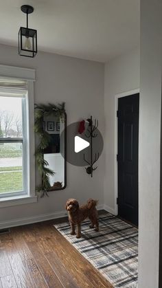 a dog standing in the middle of a living room next to a door and window