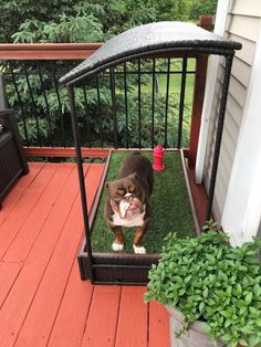 a brown and white dog standing on top of a grass covered ground next to a fence