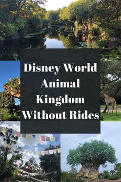 the disney world animal kingdom without rides