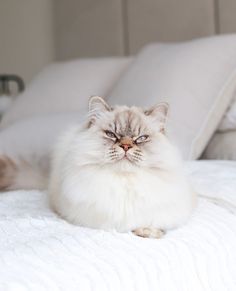 a fluffy white cat sitting on top of a bed