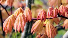 some very pretty red and yellow leaves on a tree