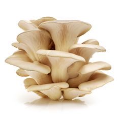 a bunch of mushrooms sitting on top of each other