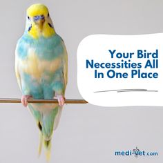 a yellow and blue bird sitting on top of a wooden stick with the words your bird necessities all in one place