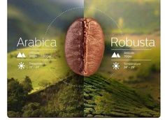 a coffee bean is shown with the words arabica and robusta