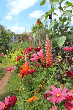 a garden filled with lots of colorful flowers