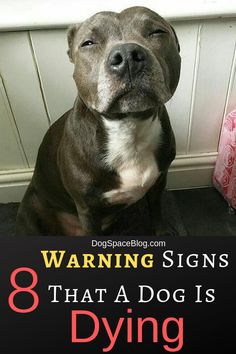 a dog sitting in front of a door with the words warning signs that a dog is dying