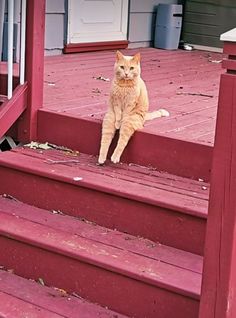 an orange cat sitting on the steps of a red wooden porch next to a white door