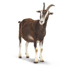 a goat with long horns standing in front of a white background