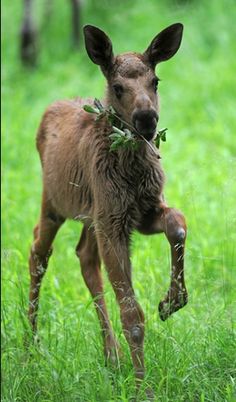 a baby deer standing on top of a lush green field