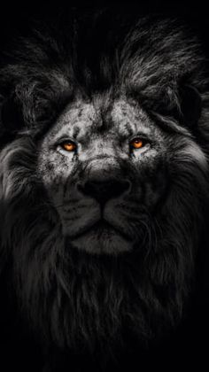 Lion Wallpaper Iphone, Lion Eyes, Lion Sketch, Animals Wallpapers, Lion Photography, Lion Drawing, Lion Wallpaper, Lion King Art, Lion Images