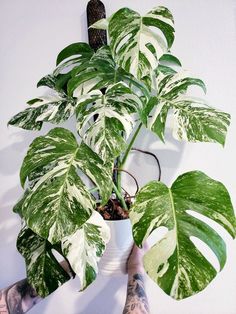 a person holding a potted plant in front of a white wall with green leaves