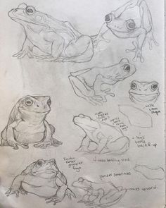 some drawings of frogs and toades sitting on top of each other in different positions