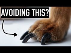 a dog paw with the words avoiding this? and an arrow pointing up at it