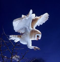 an owl is flying in the night sky with it's wings spread wide open