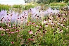 wildflowers and grasses grow in a field near a building with a greenhouse behind it