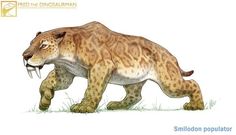 a drawing of a big cat walking in the grass