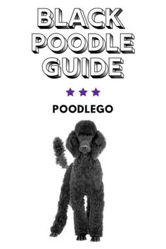 the black poodle guide for poodles is shown in front of a white background