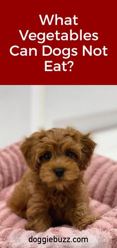 What-Vegetables-Can-Dogs-Not-Eat? Helpful Things, Basic Needs, Train Your Dog, Pet Hacks, Pet Parent