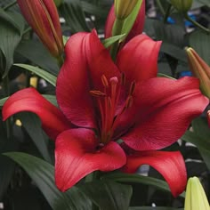 a red flower with green leaves in the background