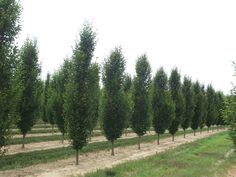 a row of trees in the middle of a field