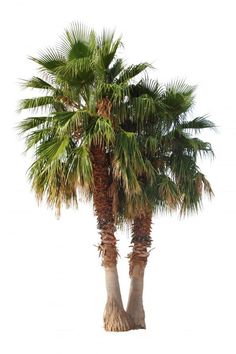 two palm trees are standing next to each other in front of a white background,