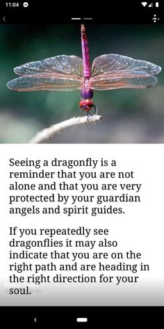 a dragonfly sitting on top of a plant next to a quote from the author