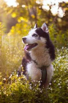 a black and white husky dog sitting in the grass with its tongue out looking up