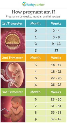 an info sheet showing the baby's stages in which they are born and released