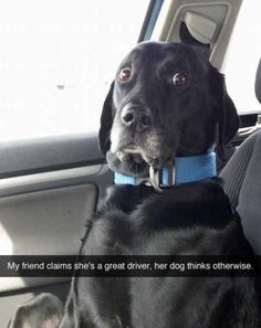 a black dog sitting in the back seat of a car with its head hanging out