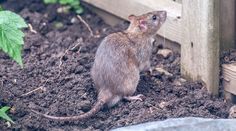 a small rodent sitting on top of dirt next to a wooden fence and green leaves