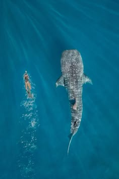 a woman swims in the water with a large whale near her, while a man swims nearby